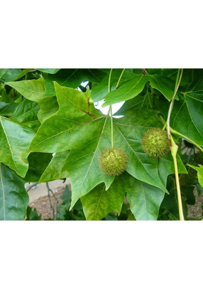 Londra Çınarı Ağacı Platanus X Acerifolia Fidanı 2 Yaş