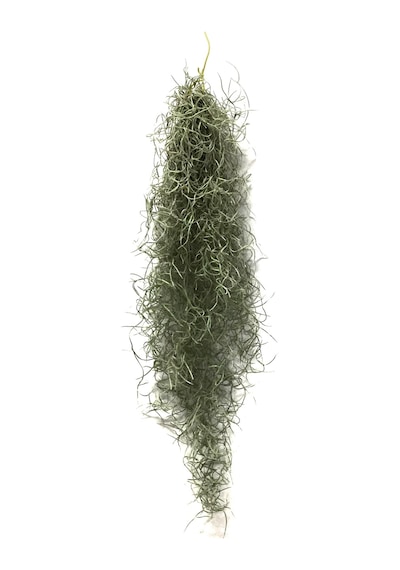 Tillandsia Usneoides (Hava Bitkisi)