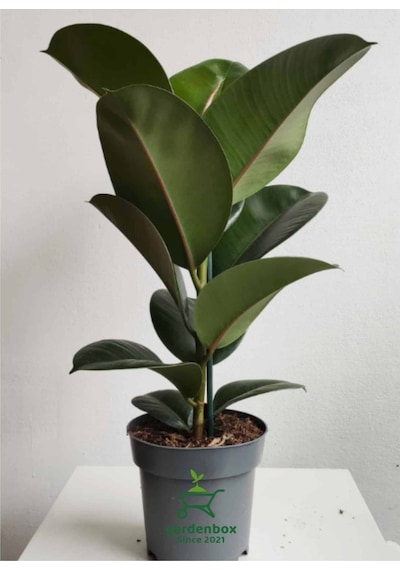 Hediyelik Mini Boy Kauçuk Çiçeği Canlı Yapraklı 20-45cm Ficus Elastica