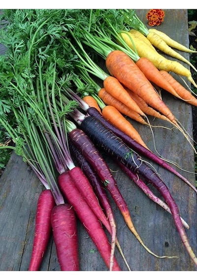 Kırmızı Havuç Tohumu Atomic Red Carrot Atalık
