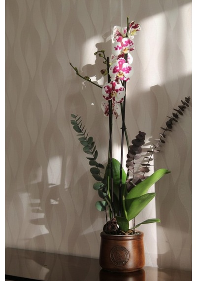 Premium Wild Cat Benekli 2 Dallı Canlı Orkide 89cm