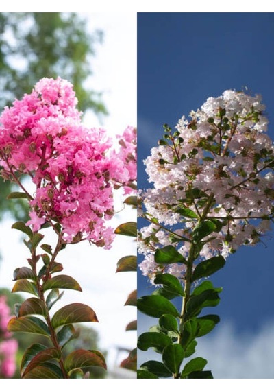 Favori Ürün Beyaz Pembe Renkli Oya Ağacı Fidanı 60 80 Cm 2 Adet Lagerstroemia Indica