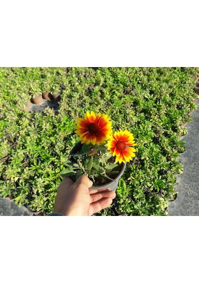 GAYRET ÇİÇEĞİ - Gaillardia Grandiflora 20'li Set