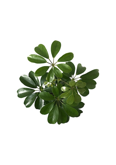 Schefflera Arboricola Şeflera Çiçeği Ø12 Cm H30-35 Cm