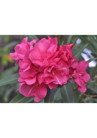 Pembe Çiçekli Zakkum Fidanı 40-65 Cm Tüplü Çiçekli Bodur Bitkiler Pink Oleander