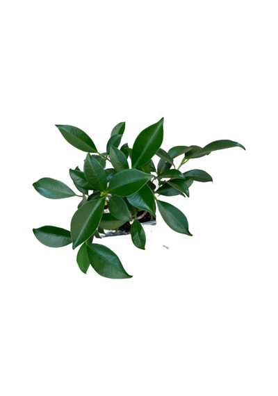 Bonsai - Ficus Ø12 Cm Y25-30 Cm