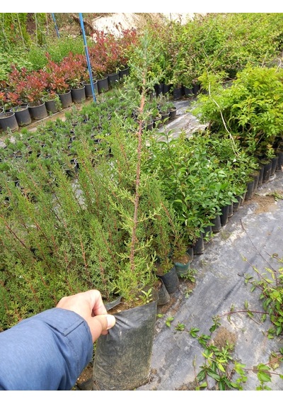 5 Adet Kara Servi (Mezarlık Servisi) Siyah Torbada 50-60 Cm.