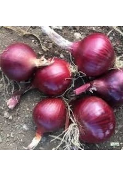 100 Adet Tohum Organik Mor Kışlık Soğan Tohumu Yeni Hasat Taze To
