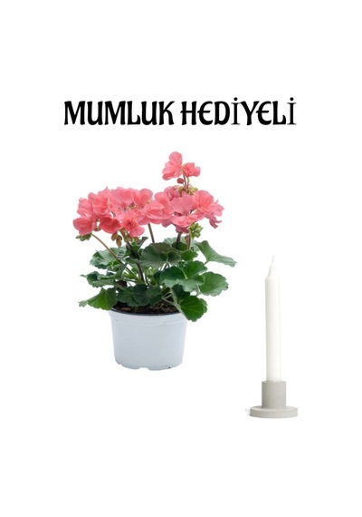 Hediyelik Açık Pembe Sardunya Çiçeği Sevgililer Gününe Özel Mumluk Hediyeli