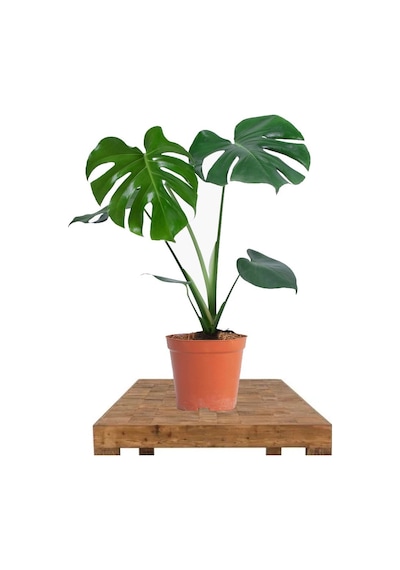Thebestonline Deve Tabanı, Monstera Deliciosa 60-80 Cm