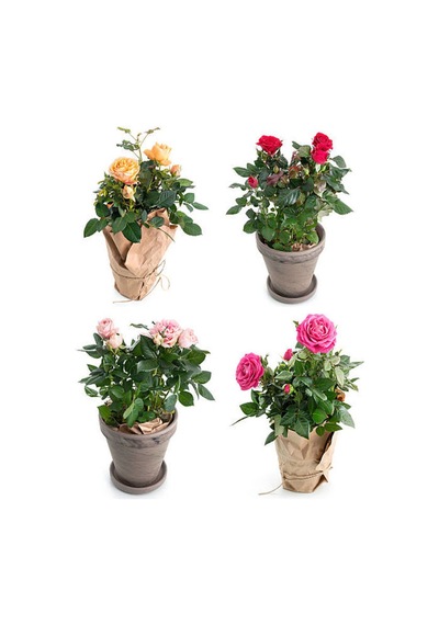 Yediveren Narçiçeği Kırmızı Pembe Açık Pembe 30 40cm 3 Adet Saksılı Aşılı Gül Roses