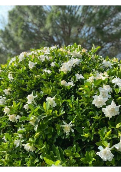 Videolu Gardenya Çiçeği 30 50 Cm 1 Adet Saksılı/ Tüplü Çiçekli Bahçe Bitkisi Balkon Gardenia