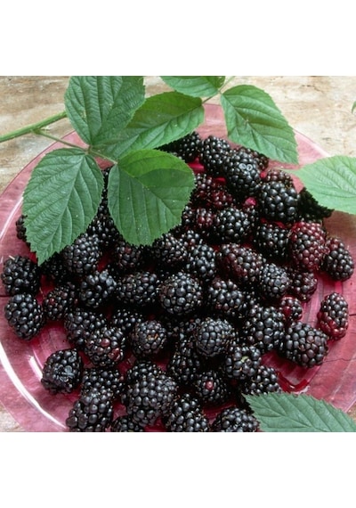 Tüplü Erkenci Verimli Dikensiz Early Fat Böğürtlen Fidanı