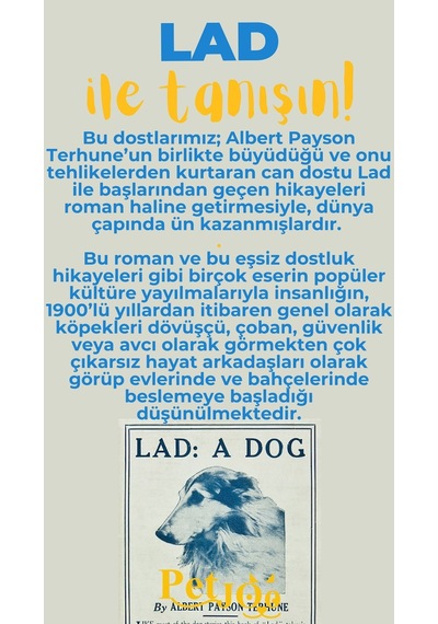 Petjoo 23.Lad Sarı-Mavi Qr'lı Köpek Künyesi