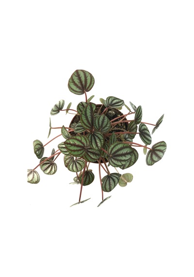 Peperomia Albovittata (Zümrüt Dalgası Çiçeği) Ø10,5 CM Y10-15 CM
