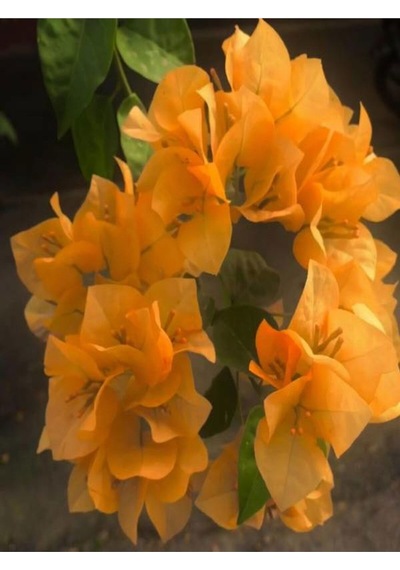 Turuncu Begonvi Gelin Tacı Çiçeği Fidanı 30 60 Cm 1 Adet Saksılı Bougainvillea