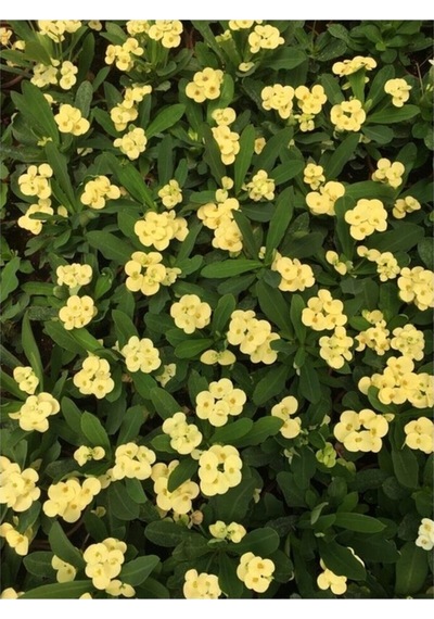 Biorganix Dikenler Tacı Japon Iğnesi Euphorbia Milii Sarı