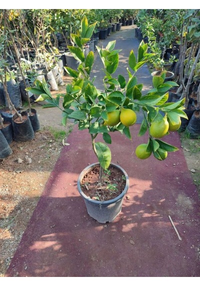 Videolu Mis Kokulu 1 Adet Yediveren Limon Fidanı 80-100cm Saksılı Lemon Sapling