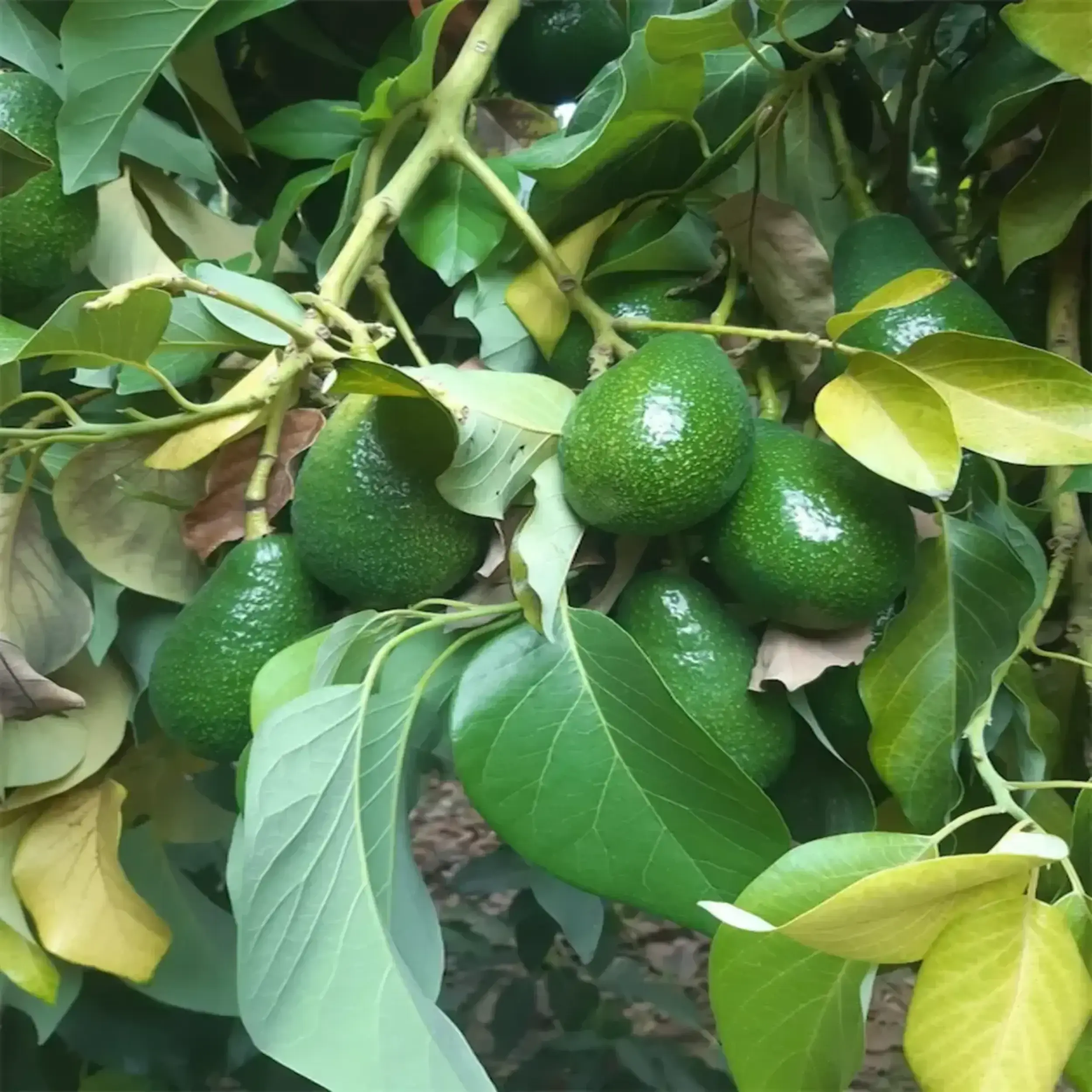Fuerte Avokado 1 KG + Bebek Avokado 1 KG