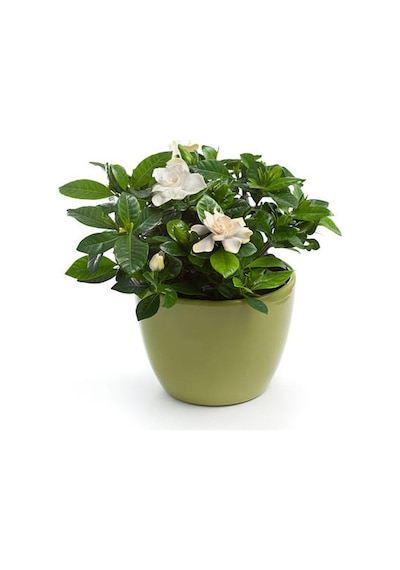 Videolu Anneler Gününe Özel Gardenya Tomurcuk 20 40 Cm 1 Adet Saksılı Iç Mekan Bitkisi Gardenia