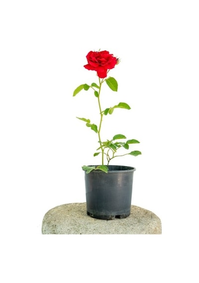 Alev Kırmızı Gül Fidesi 10-20 Cm
