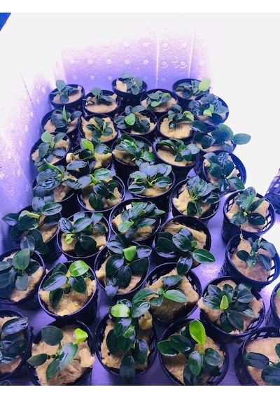 Anubias Petite Saksı Canlı Bitki 5-7 Yaprak