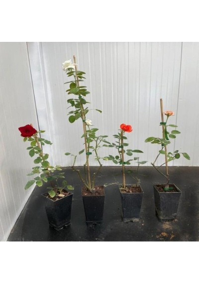 Yediveren Kokulu Karışık Gül Fidanı Paketi 5 Adet 10-20 Cm
