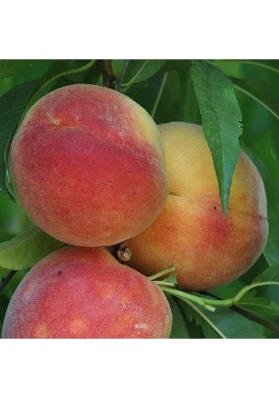 3 Yaş Aşılı Şeftali Fidanı HALE, Torbada