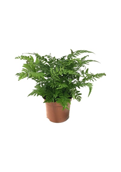 Polystichum Tsussimense (Eğrelti Otu) Ø8,5 CM Y10-15 CM