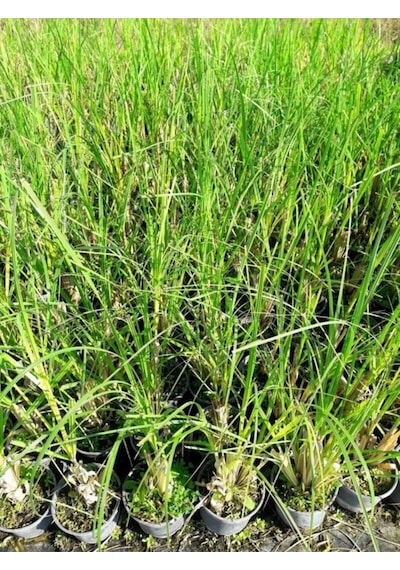 Beyaz Pampas Saz Çiçeği Fidanı Saksılı 60-80 Cm Bahçe Bitkisi Pampas