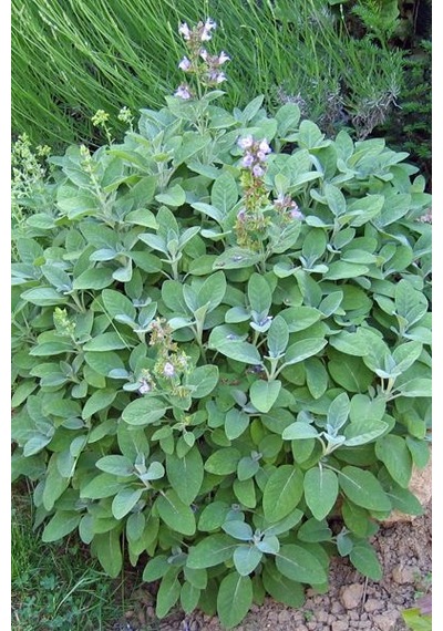 Adaçayı Fidanı Salvia Officinalis 15 20 Cm