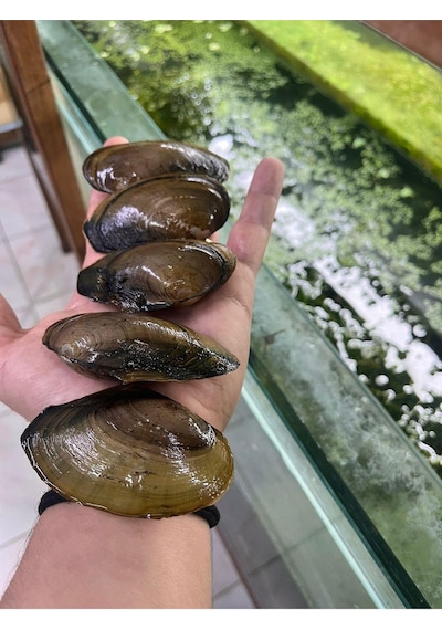 Doğal Filtrasyon Tatlı Su Midyesi 5 Adet Xl Boy