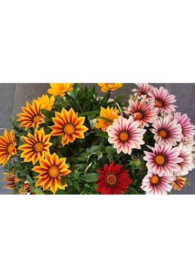 10 Adet Yellow Orange Gazania Tohumu