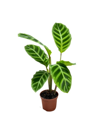 Calathea Zebrina Dua Çiçeği