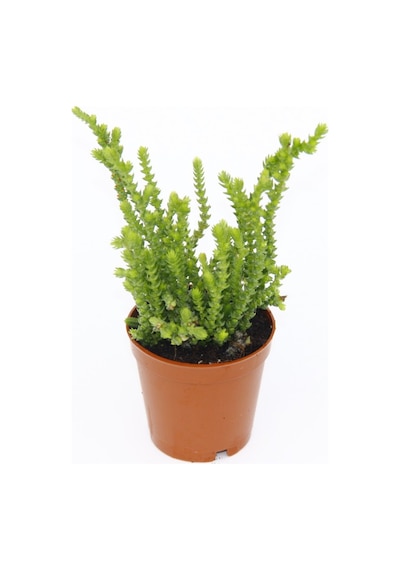 Crassula Muscosa - 50 Adet Sukulent - Teraryum Bitkisi