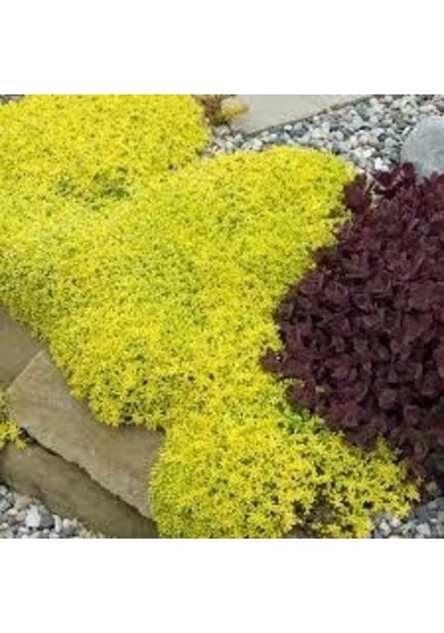 Sarı Sedum 180 Adet - Yer Örtücü Çok Yıllık Bitki
