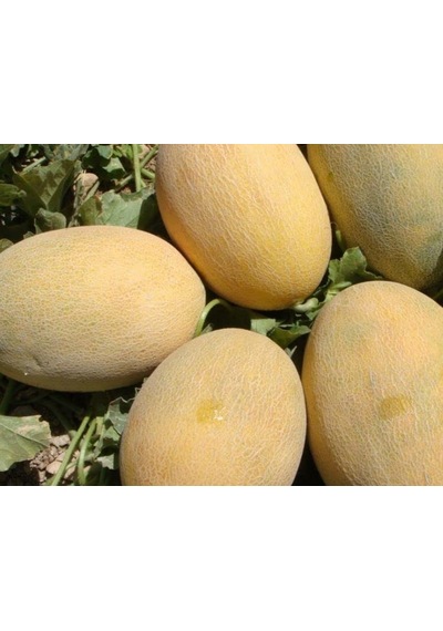 Kavun Ananas Tohumu - Aksel 10 Gr