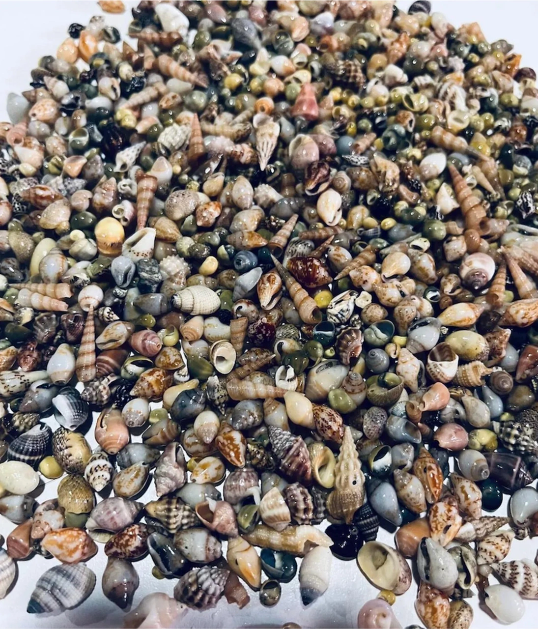 250 Adet Doğal Deniz Kabuğu Nassa Shell Akvaryum Süsleme Hobi El Sanatları.