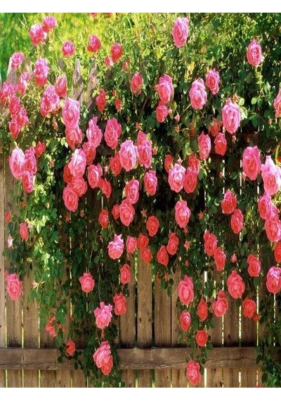 Pembe Sarmaşık Gül Tohumu 5 Tohum Sarmaşık Gülü Tohumu +