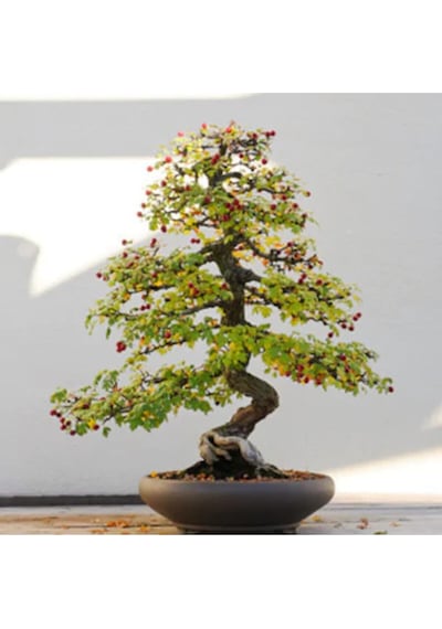 Bodur Cennet Bonzai Ağacı Tohumu 5 Adet Bonsai Ağacı Tohumu