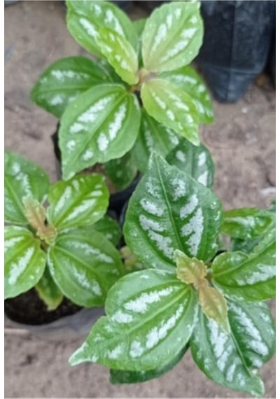 Silver Begonia Karyağdı Gümüş Begonya 10-20 Cm 1 Adet