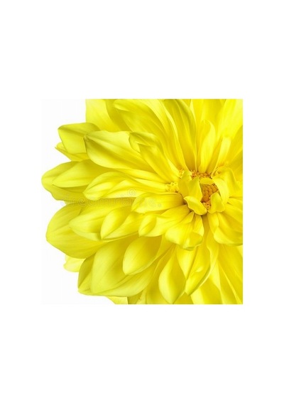 10 Adet Sarı Renk Dahlia Tohumu + 10 Adet Gül Tohumu N117367