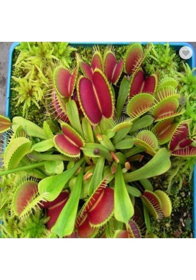 5 Adet Venus Flytrap Fresh Garden Tohumu