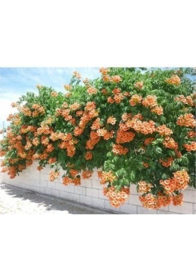 Trumpet Vine Acem Borusu Sarmaşığı Fidanı 40-60 Cm