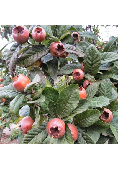 Tüplü İri Meyveli Jumbo Döngel Muşmula Fidanı (+60 cm)
