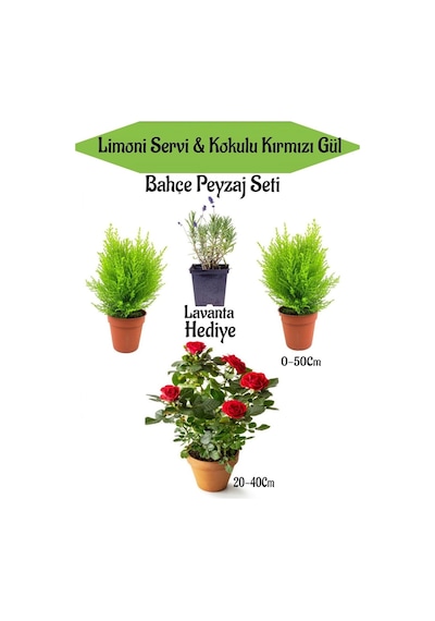 Bahçe Seti 2 Adet Limoni Servi Fidanı+ 1 Adet Kırmızı Gül Fidanı+hediye Lavanta
