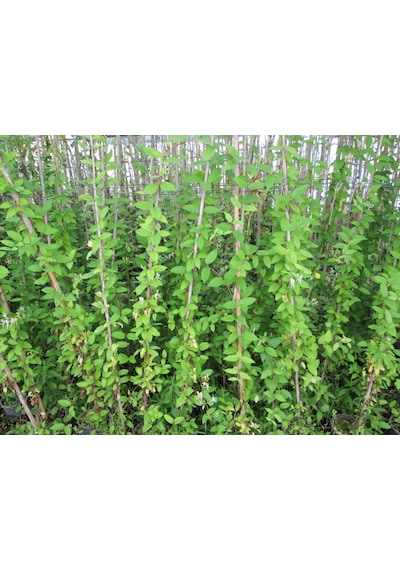 Hanımeli Sarmaşığı Lonicera / Çiçekli, Kokulu, Sarılıcı Bitki