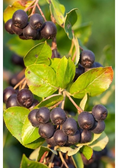 Viking Siyah Aronya Fidanı Aronia Chokeberry