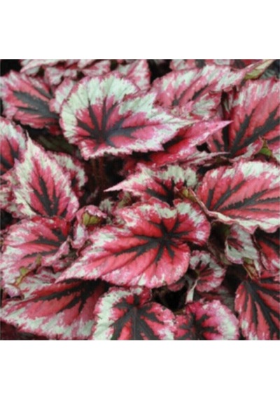 Pembe Alaca Yapraklı Begonya Rex Tango Begonia