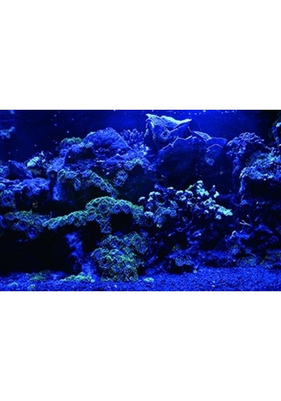Kanki Pet 70 Cm Akvaryum Arka Fon Yapıştırma 70x45 Cm Kp7045025